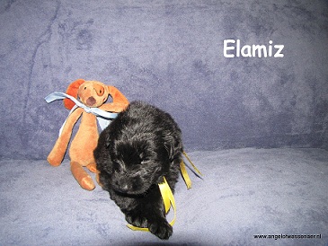 Elamiz, zwarte ODH pup, 3 weken jong